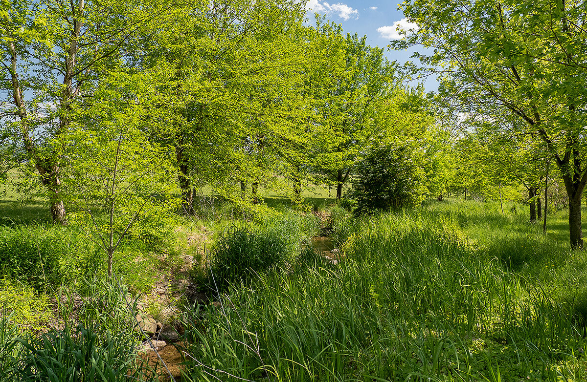 Streamside trees, PA